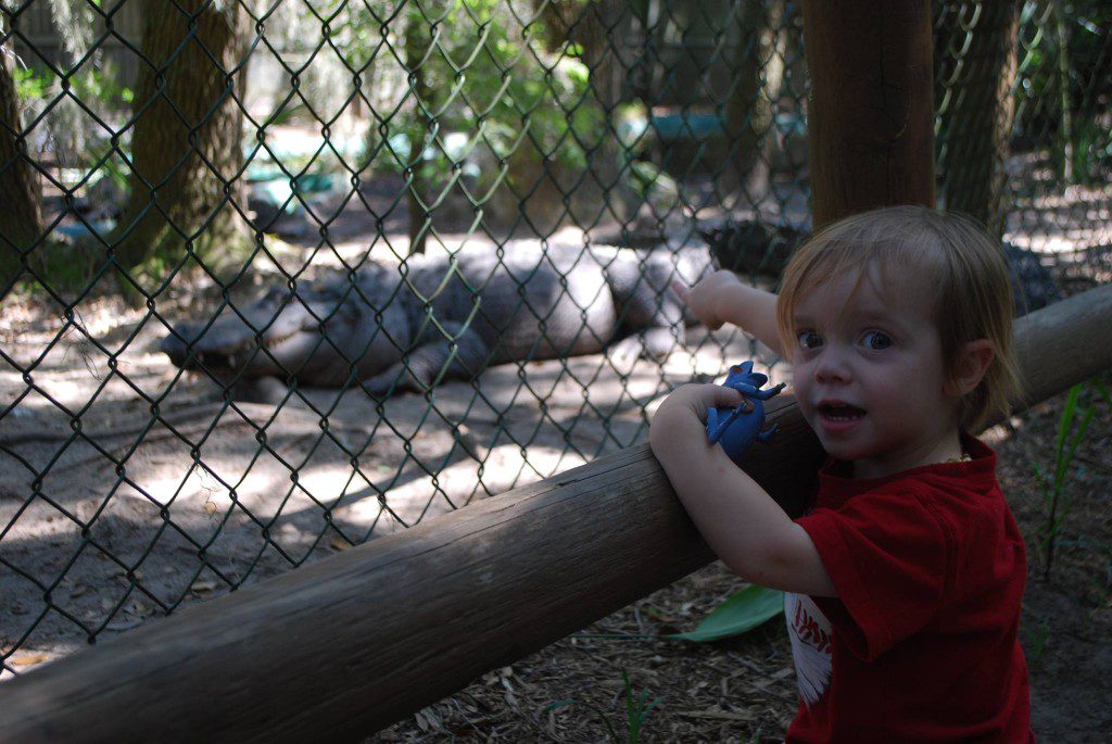 August gestures at a gator that looks way too close for comfort. 