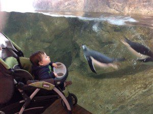 Penguins at the Riverbanks Zoo & Garden