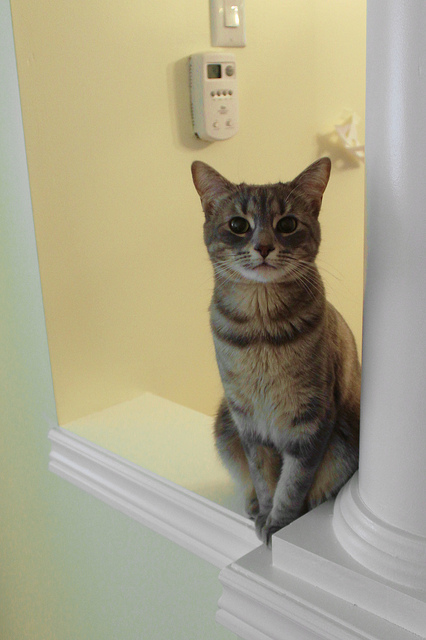 cat guarding thermostat