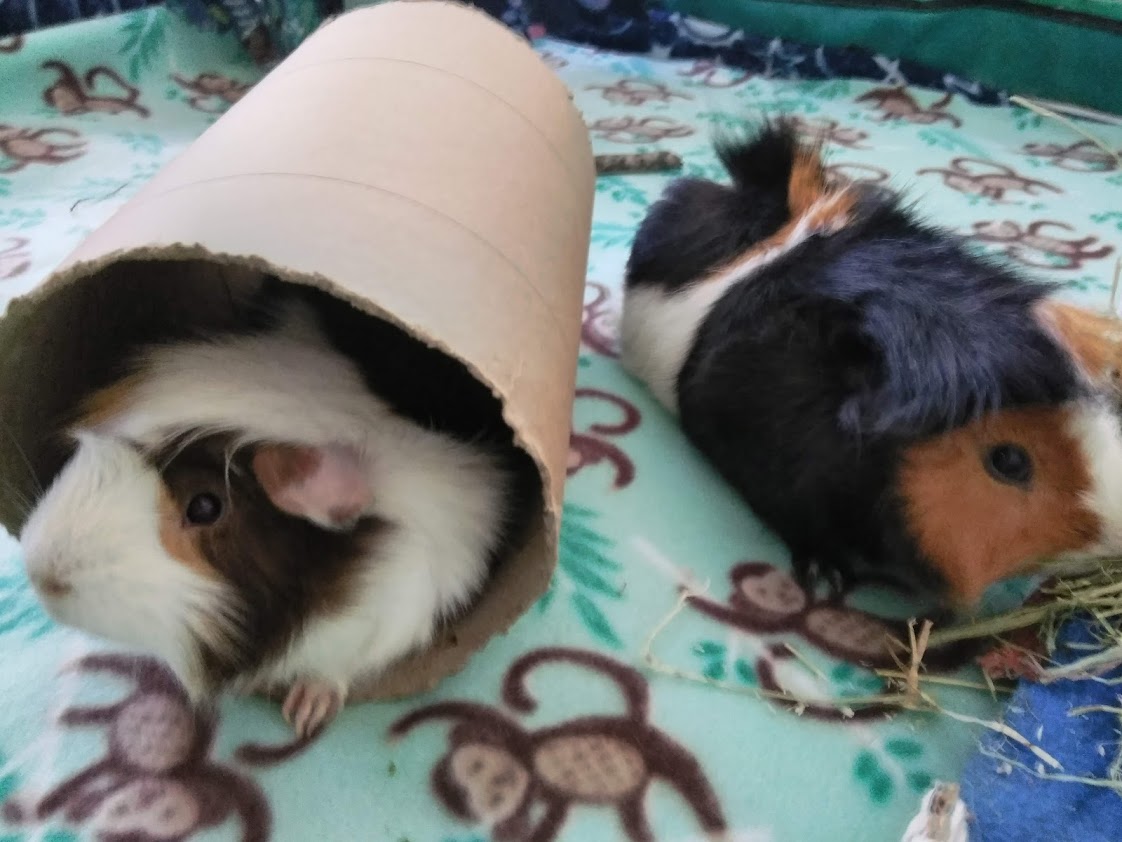 A Lesson Before Buying :: Mom, Can I Have a Guinea Pig for Christmas?
