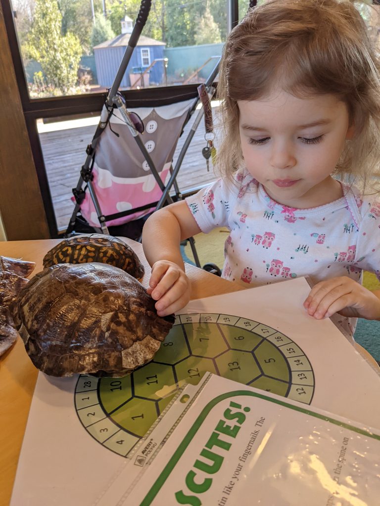 Learning about turtle shells